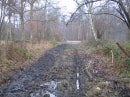 forêt de Rambouillet